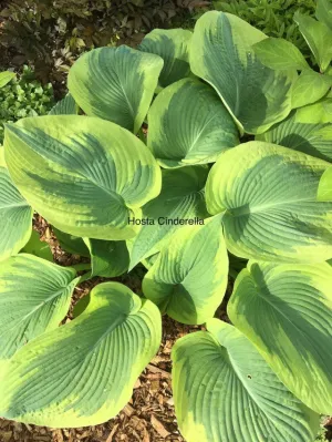 Cinderella Hosta