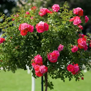 Double Knock Out® Rose Tree