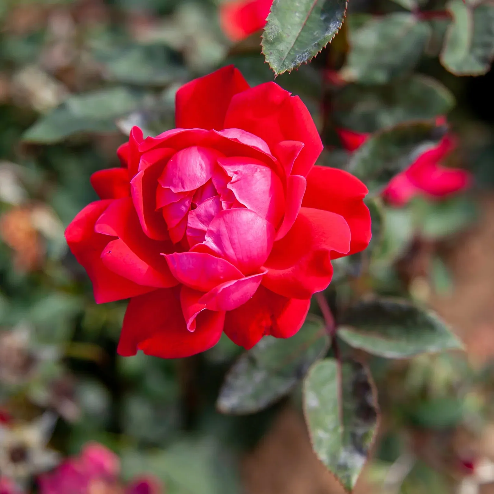 Double Knock Out® Rose Tree