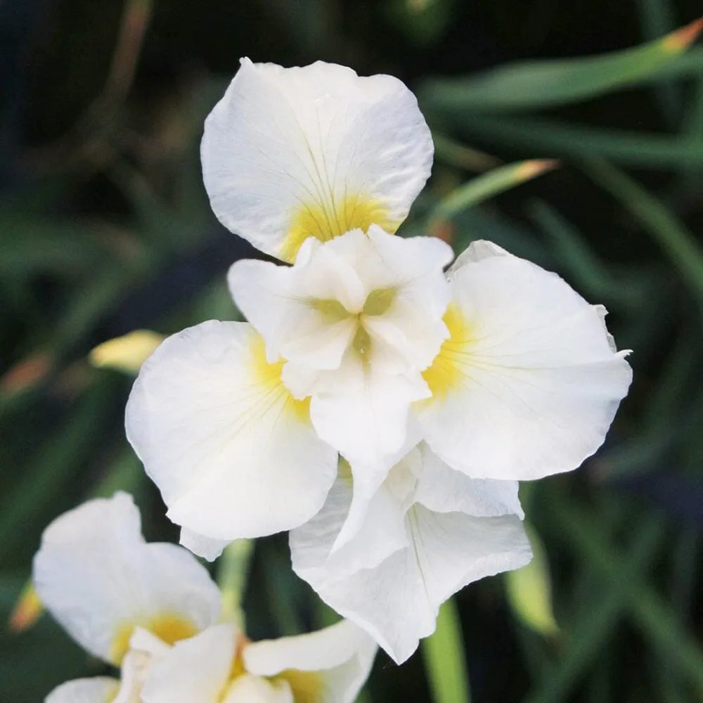 Iris Sibirica Snow Queen Aquatic Pond Plant - Snow Iris