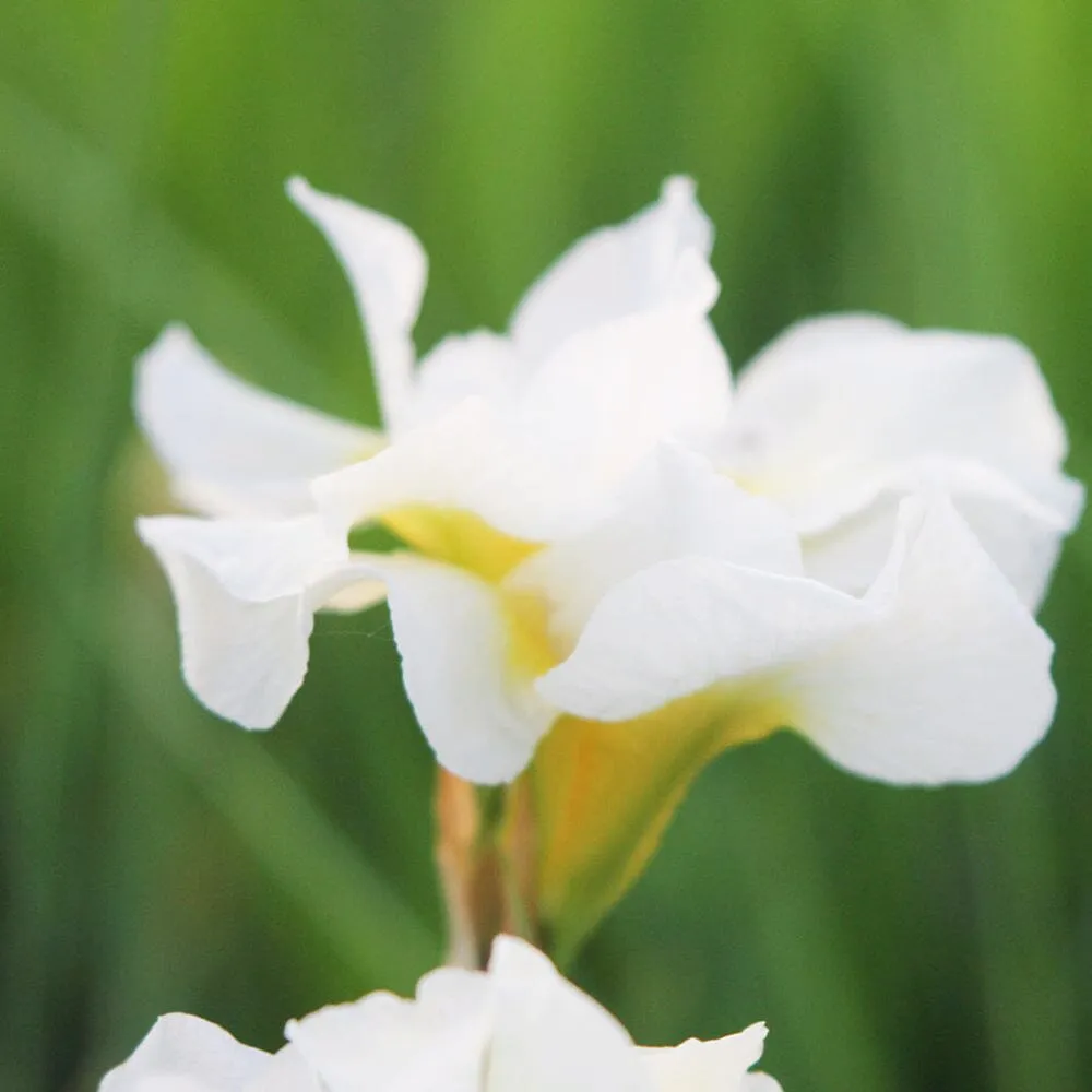 Iris Sibirica Snow Queen Aquatic Pond Plant - Snow Iris