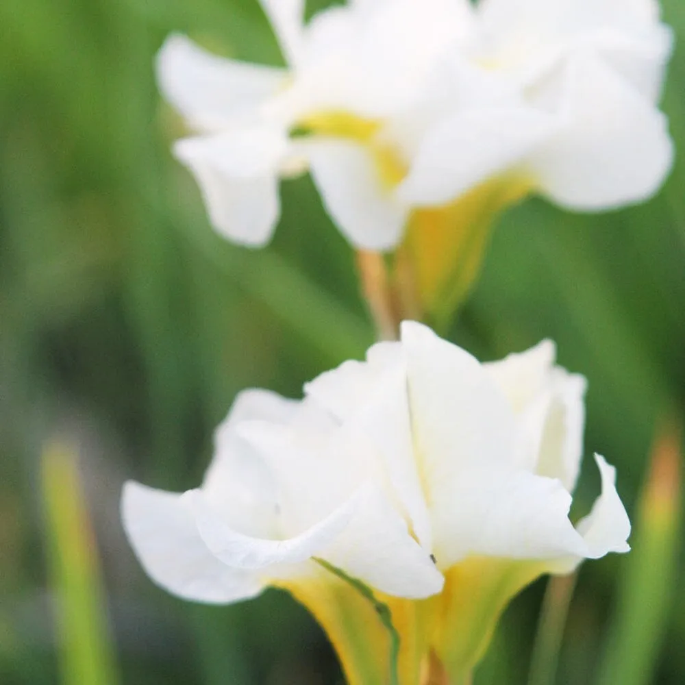 Iris Sibirica Snow Queen Aquatic Pond Plant - Snow Iris