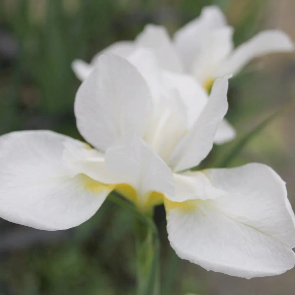 Iris Sibirica Snow Queen Aquatic Pond Plant - Snow Iris