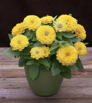 Zinnia Preciosa Light Yellow Flower Seeds