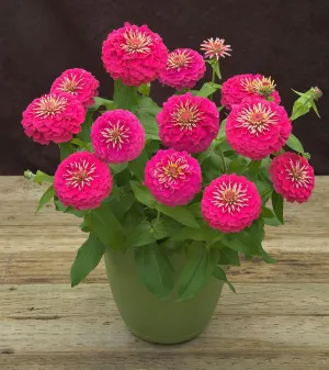 Zinnia Preciosa Pink Flower Seeds